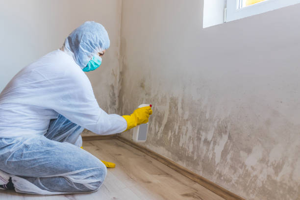 Licensed Mold Inspection service in East Rutherford, NJ - WQB Mold Removal