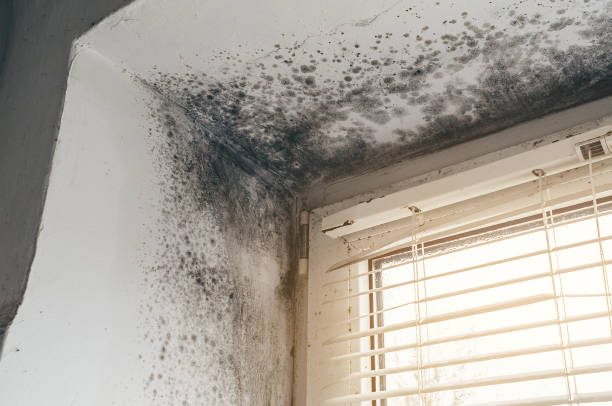 Affordable Mold Inspection solutions in East Rutherford, NJ